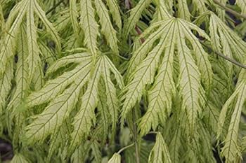 三つ葉あ Amazon.com : Grandma Ghost Japanese Maple 3 - Year Live